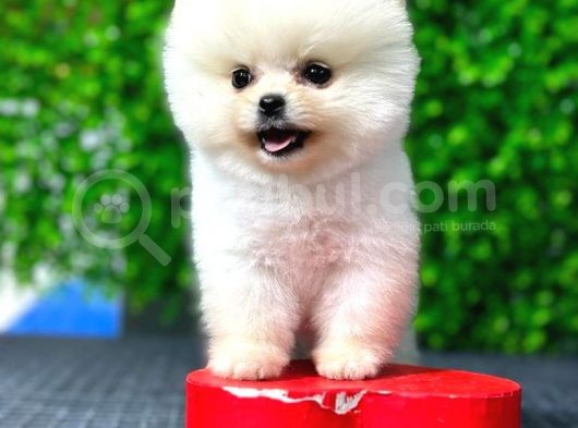 Safkan Pomeranian Boo görsel