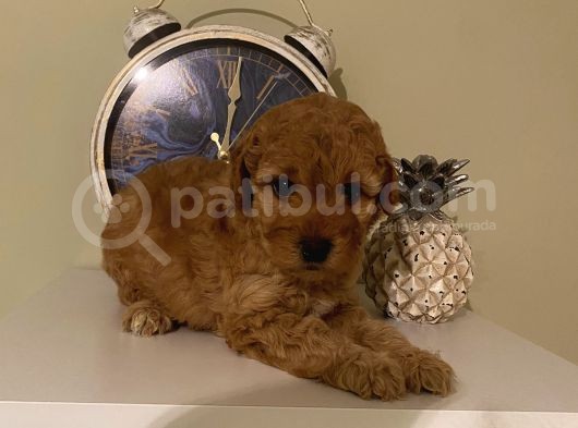 Apricot Renginde Dişi-Erkek Toypoodle Bebişlerimiz görsel