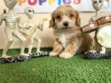 Malti̇poo Tüy Dökmez Orjinal Garantili Saf Gerçek