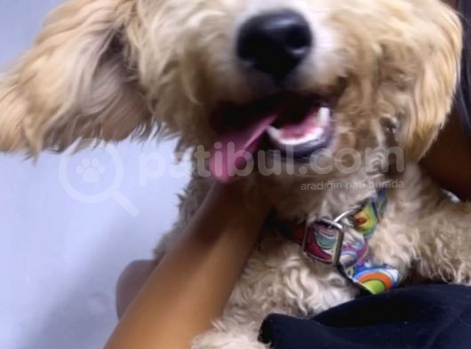 Şehir Değişikliği Sebebiyle Toy &Quot; Köpeğimiz Acil Satılık görsel