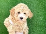 Mi̇ni̇ Boy Malti̇poo Yavrular