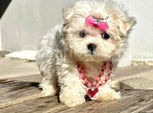 Safkan Maltese Terri̇er Yavrular görsel