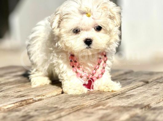 Safkan Maltese Terri̇er Yavrular görsel