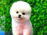 Safkan Pomeranian Boo