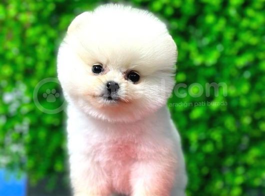 Safkan Pomeranian Boo görsel