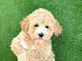 Mi̇ni̇ Boy Malti̇poo Yavrular