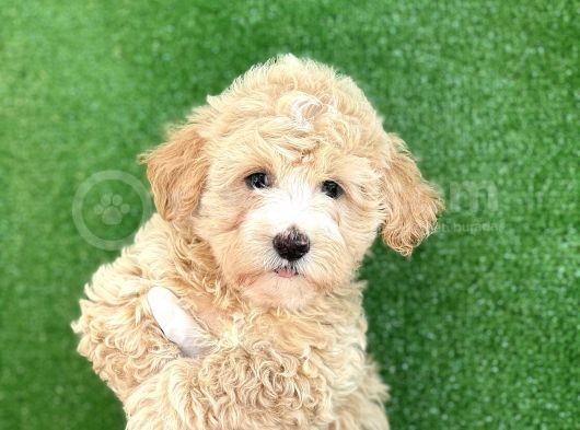 Mi̇ni̇ Boy Malti̇poo Yavrular görsel