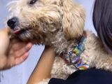 Şehir Değişikliği Sebebiyle Toy &Quot; Köpeğimiz Acil Satılık