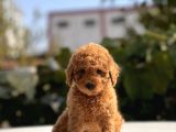 Sevimli Toy Poodle Yavrular