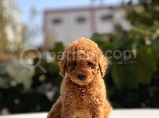 Sevimli Toy Poodle Yavrular görsel