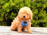 Safkan Poodle Yavrular