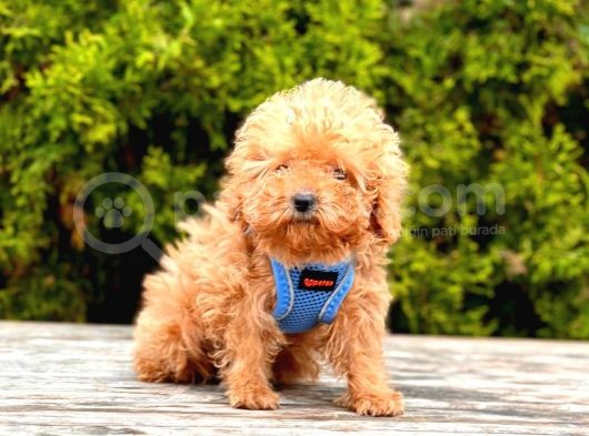 Safkan Poodle Yavrular görsel