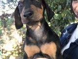 Yavru Doberman