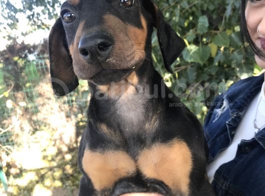 Yavru Doberman