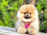 Safkan Pomeranian Boo Yavrularımız