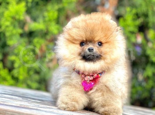 Safkan Pomeranian Boo Yavrularımız görsel