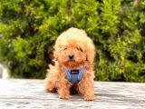 Safkan Poodle Yavrular