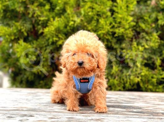 Safkan Poodle Yavrular görsel