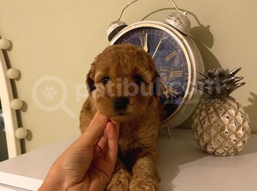 Apricot Renginde Dişi-Erkek Toypoodle Bebişlerimiz görsel