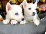 Bembeyaz Si̇bi̇rya Kurdu Husky A Kali̇te Bebekler