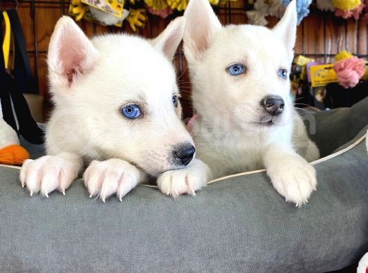 Bembeyaz Si̇bi̇rya Kurdu Husky A Kali̇te Bebekler