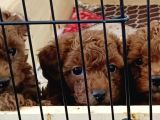 A Scr Toy Poodle Bebekleri̇mi̇z