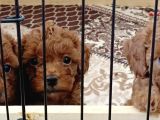 A Scr Toy Poodle Bebekleri̇mi̇z