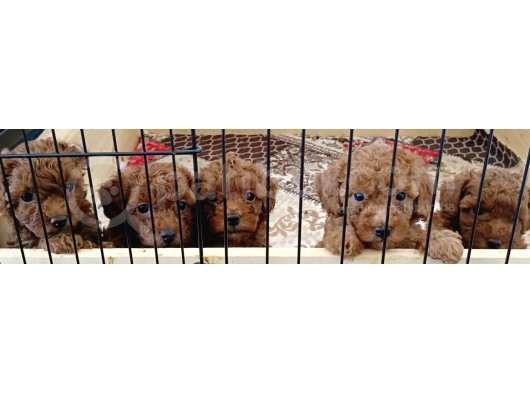 A Scr Toy Poodle Bebekleri̇mi̇z