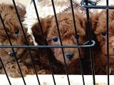 A Scr Toy Poodle Bebekleri̇mi̇z
