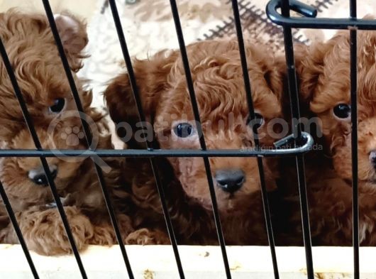 A Scr Toy Poodle Bebekleri̇mi̇z görsel