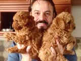 Red Toy Poodle Yavrulari