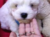 Sifir Numara Maltese Terri̇er Irk Garanti̇li̇