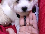 Sifir Numara Maltese Terri̇er Irk Garanti̇li̇