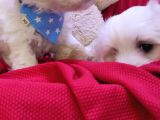 Sifir Numara Maltese Terri̇er Irk Garanti̇li̇