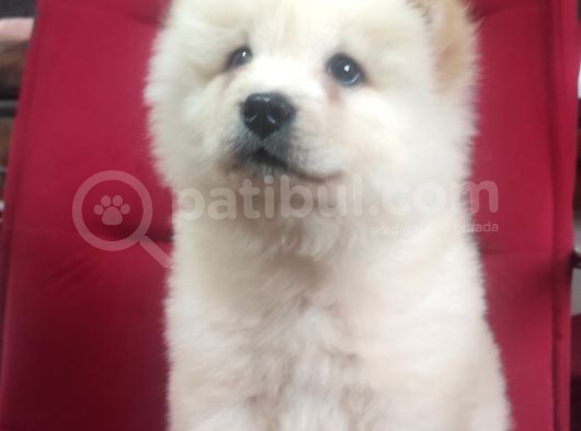 Kari̇zma Chow Chow Çi̇n Aslani görsel