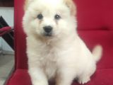 Kari̇zma Chow Chow Çi̇n Aslani