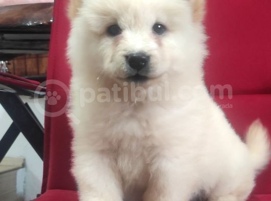 Kari̇zma Chow Chow Çi̇n Aslani görsel