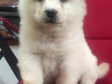 Kari̇zma Chow Chow Çi̇n Aslani