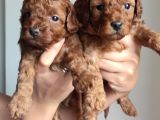 A Scr Toy Poodle Bebekleri̇mi̇z