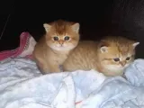 British Shorthair  Golden Erkek Yavruları