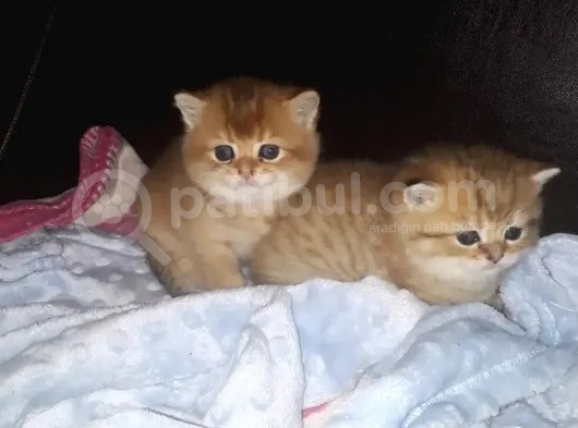 British Shorthair  Golden Erkek Yavruları görsel