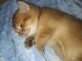 British Shorthair  Golden Erkek Yavruları