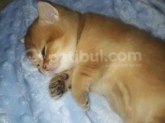 British Shorthair  Golden Erkek Yavruları görsel