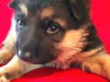 Alman Kurt Köpeği Yavruları K_9