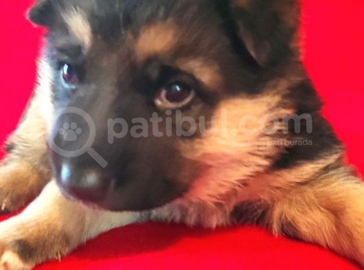 Alman Kurt Köpeği Yavruları K_9 görsel