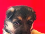 Alman Kurt Köpeği Yavruları K_9