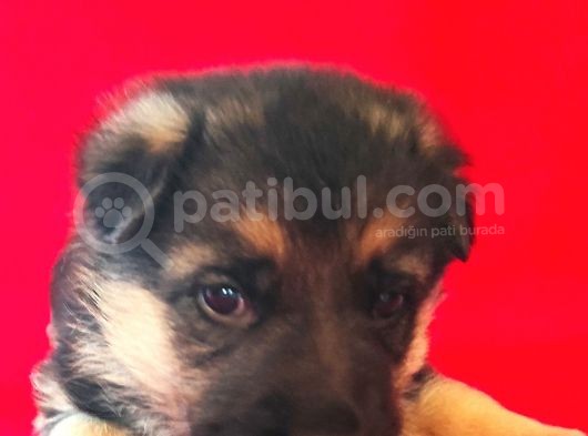 Alman Kurt Köpeği Yavruları K_9 görsel