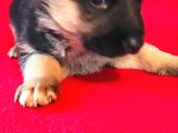 Alman Kurt Köpeği Yavruları K_9