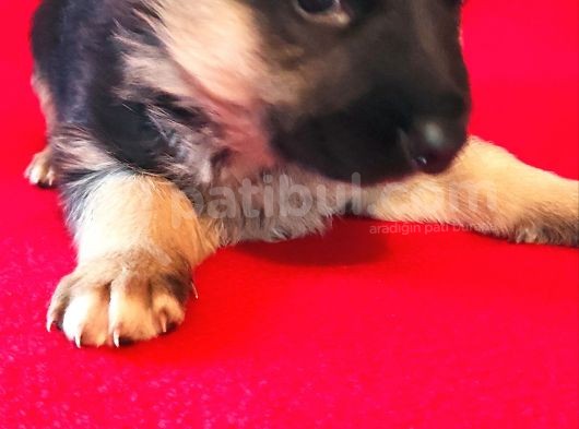 Alman Kurt Köpeği Yavruları K_9 görsel