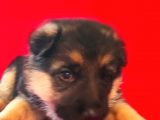 Alman Kurt Köpeği Yavruları K_9